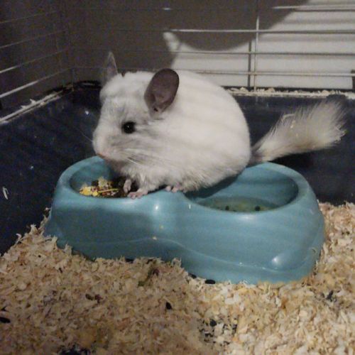 Bebe furet black #1