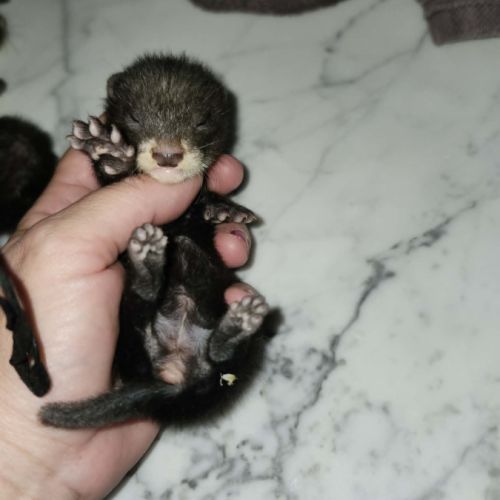 Bebe furet black #0