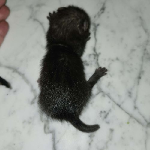 Bebe furet black #3