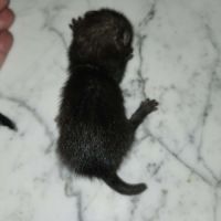 Bebe furet black #3