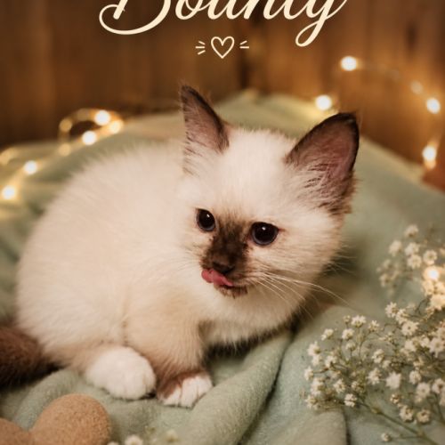 Chaton sacre de birmanie #0
