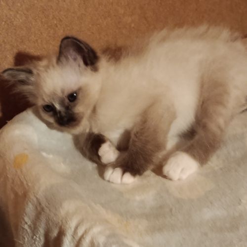 Chaton sacre de birmanie #2