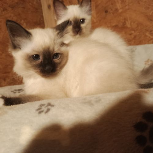 Chaton sacre de birmanie #3