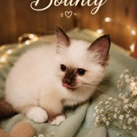 Chaton sacre de birmanie