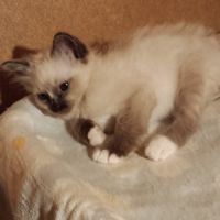 Chaton sacre de birmanie #2