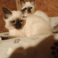 Chaton sacre de birmanie #3