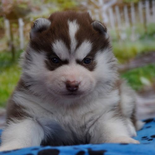 Belle portée de husky lof chocolat ou noir #2