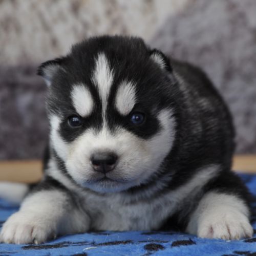 Belle portée de husky lof chocolat ou noir #3