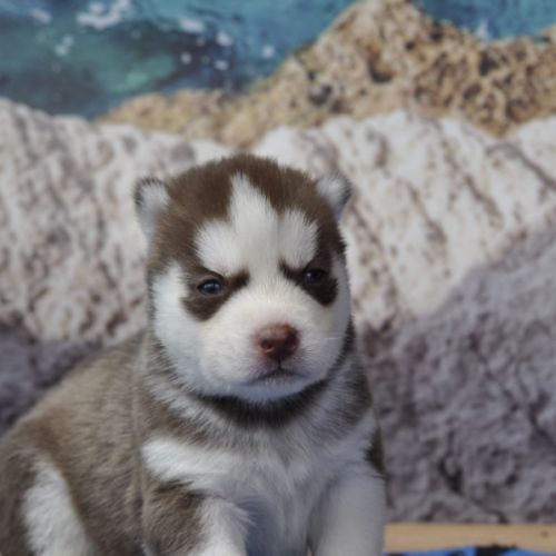 Belle portée de husky lof chocolat ou noir #6