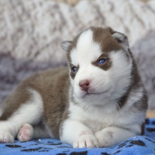 Belle portée de husky lof chocolat ou noir #7