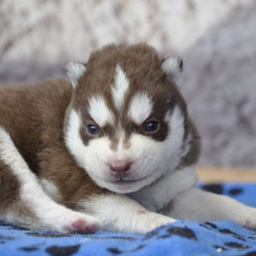 Belle portée de husky lof chocolat ou noir #8