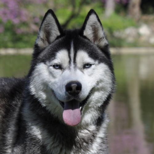 Belle portée de husky lof chocolat ou noir #10
