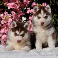 Belle portée de husky lof chocolat ou noir #1