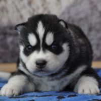 Belle portée de husky lof chocolat ou noir #3