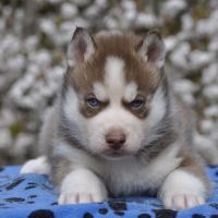 Belle portée de husky lof chocolat ou noir #4