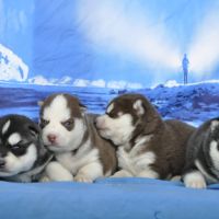 Belle portée de husky lof chocolat ou noir