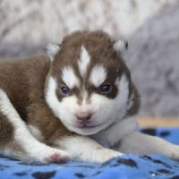 Belle portée de husky lof chocolat ou noir #8