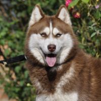 Belle portée de husky lof chocolat ou noir #9