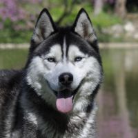 Belle portée de husky lof chocolat ou noir #10