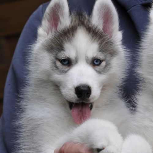 Superbes chiots husky lof disponibles