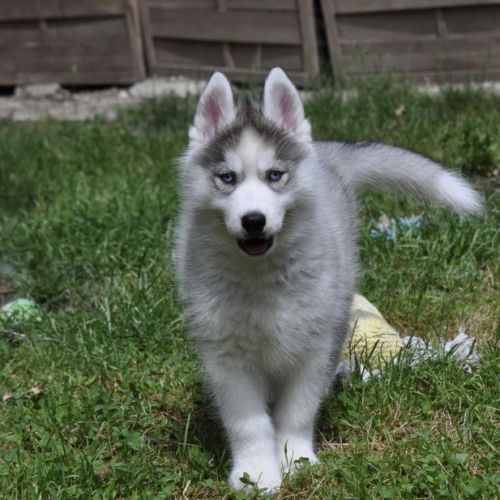 Superbes chiots husky lof disponibles #4