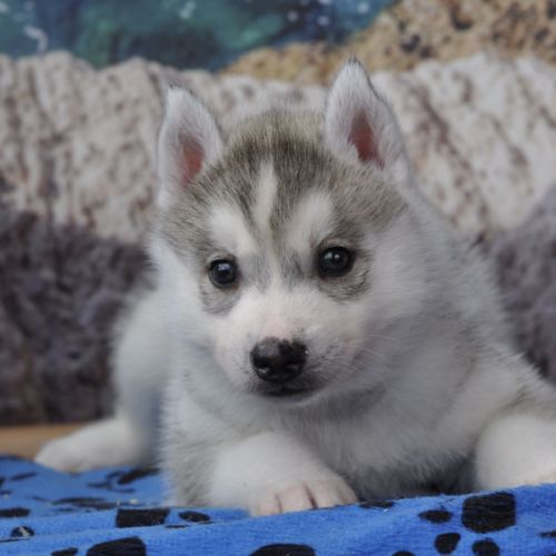 Superbes chiots husky lof disponibles #7