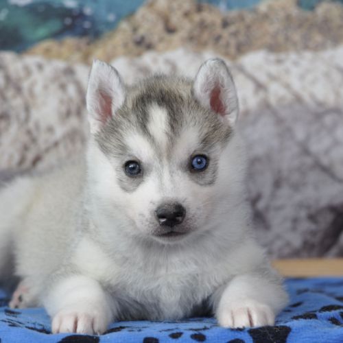 Superbes chiots husky lof disponibles #8
