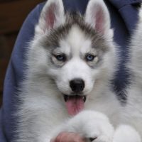 Superbes chiots husky lof disponibles #0