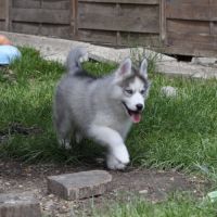 Superbes chiots husky lof disponibles #2