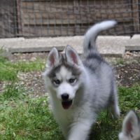 Superbes chiots husky lof disponibles #3