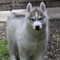 Superbes chiots husky lof disponibles #5