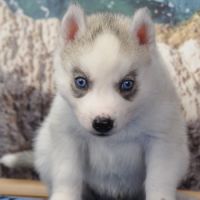 Superbes chiots husky lof disponibles #6