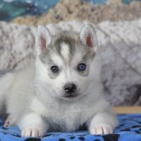 Superbes chiots husky lof disponibles #8