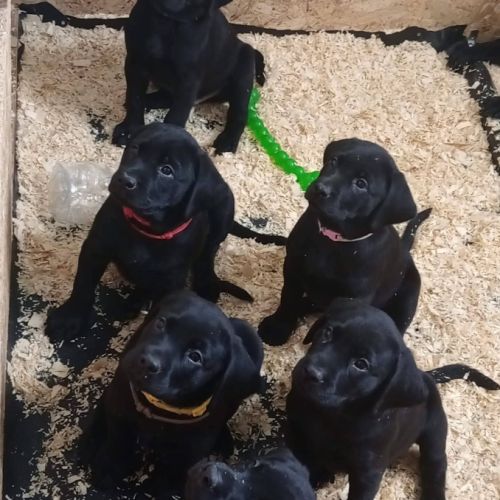 Chiot labrador lof #2