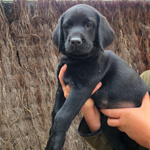 Chiot labrador lof #6