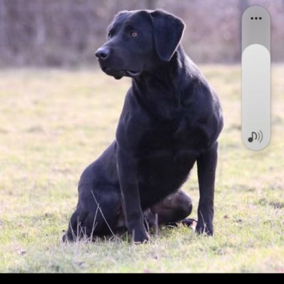 Chiot labrador lof