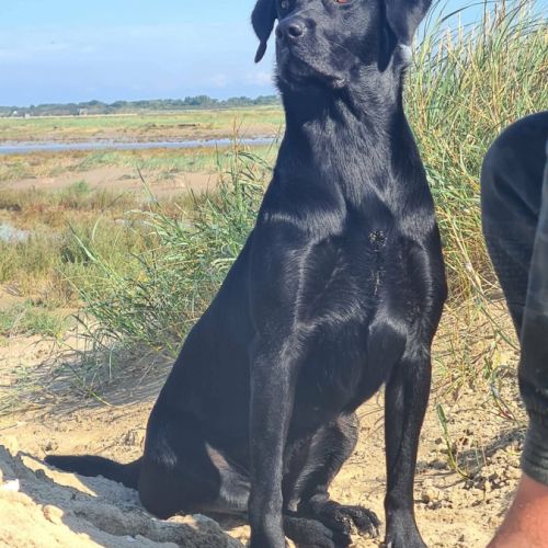 Chiot labrador lof #8