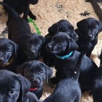 Chiot labrador lof #3