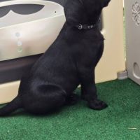 Chiot labrador lof #4