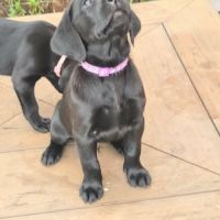 Chiot labrador lof #5