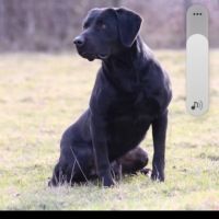 Chiot labrador lof #0
