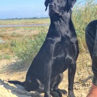 Chiot labrador lof #8