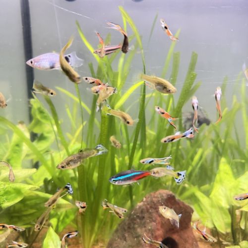 Guppy mâles / femelles / alevins #3