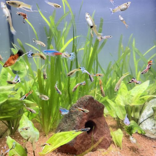 Guppy mâles / femelles / alevins #6