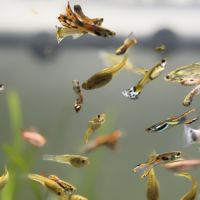 Guppy mâles / femelles / alevins #1