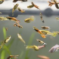 Guppy mâles / femelles / alevins #2