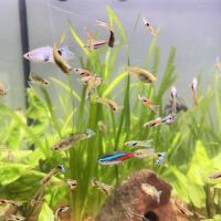 Guppy mâles / femelles / alevins #3