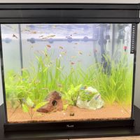 Guppy mâles / femelles / alevins #0