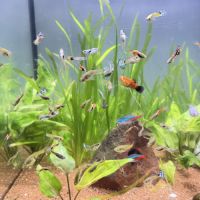 Guppy mâles / femelles / alevins #5