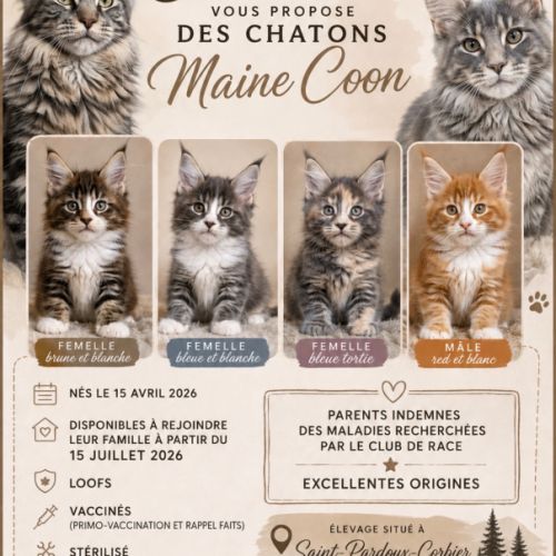 Superbes chatons maine coon loof à réserver